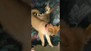 Video preview image #1 Pomsky Puppy For Sale in ASHLAND, MO, USA