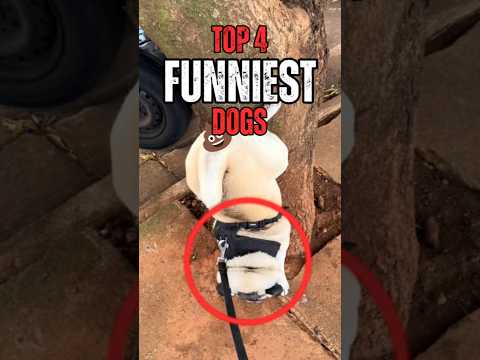 These Are the Top4 Funniest Dogs Ever Caught on Camera 😂 #1 Will Make You Cry Laughing! #dog #shorts