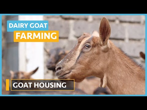 Dairy Goat Farming Lesson 1 Course Outline