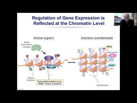Prof. Eric J. Nestler, Transcriptional and Epigenetic Mechanisms of Depression