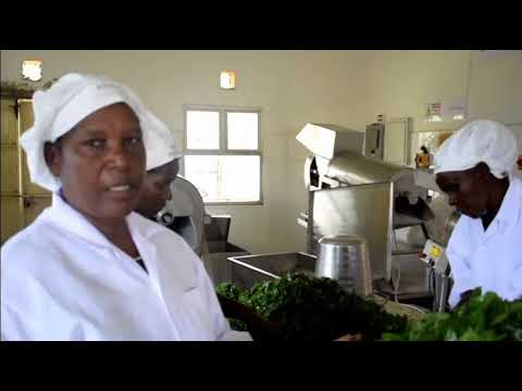Youth and Women in vegetable production in Kitui