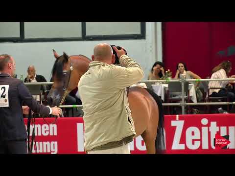 N 52 PACHECO KA   Wels 2019   Colts 3 years old Class 6