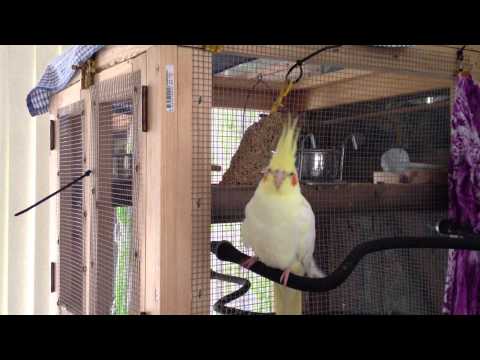 cockatiel 'Tinka' showing off her wings