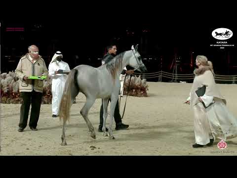N 60 SHAIKHA AL ASHWA   Katara Int  Arabian Peninsula Horse Show 2022   Fillies 2 Years Old Class 2B