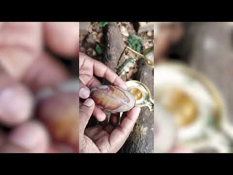 Nandi Vishewar Shivling Abhishek Set video