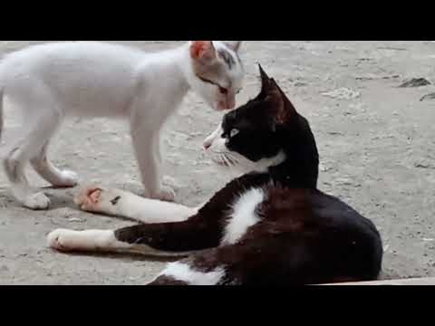 mother anbu... unlimited