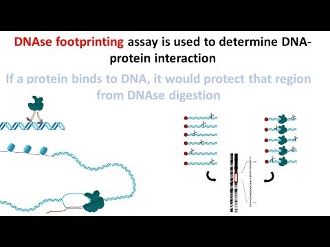 DNAse footprinting assay