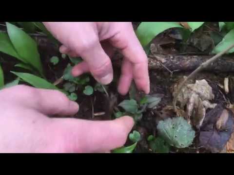 Wildkräutersalat im Vorfrühling - Dunkles Lungenkraut