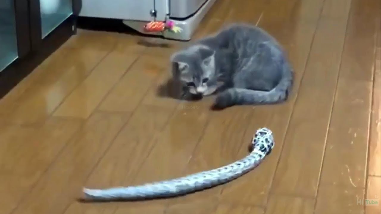 ♥かわいい犬と猫面白いことP32♥ペットかわいい動画2019