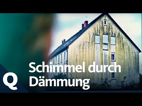 Wie Schimmel sich in und an Häusern festsetzt | Quarks