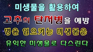[텃밭농부. 1,118]  미생물을 활용하여 탄저병을 예방하는 방법 #탄저병 #고추재배