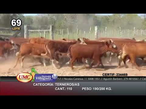 Lote 110 Terneros/as en Lomas de Vallejos, Corrientes