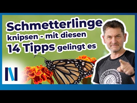 Schmetterlingsfotografie: 14 grundlegende Tipps, um die kleinen Falter perfekt in Szene zu setzen