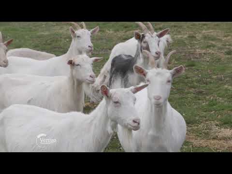 Uzgoj Sanske rase koza i proizvodnja kozijeg sira - U nasem ataru 744