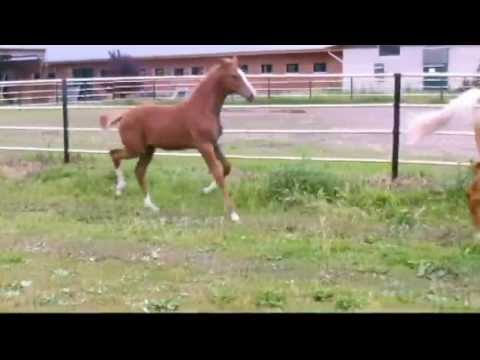 Altmarkhofs Basir MD/ Old., prämiertes HF  v. Benicio - Quaterback  *4/2013