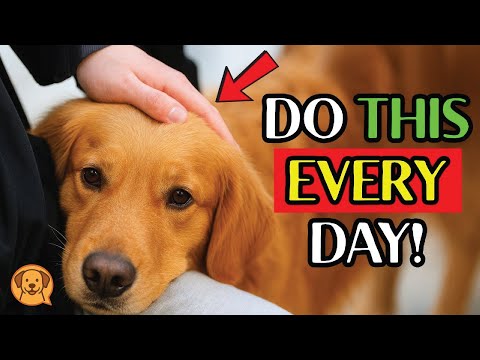 7 Things Dogs Secretly Crave — But Few Owners Ever Give Them