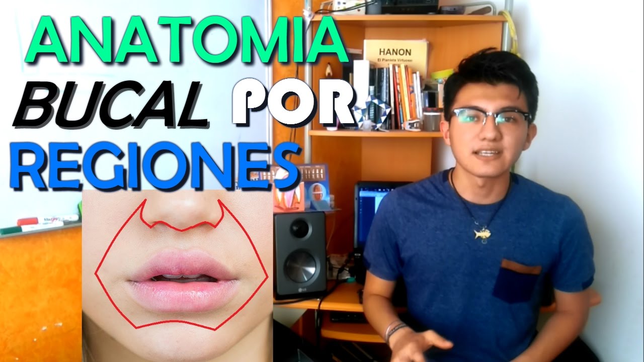 Anatomía bucal por regiones