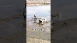 Download lagu A cat is bullied by 3 stray dogs. #shorts mp3