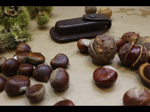download lagu mp3 mp4 Edible Chestnuts, download lagu Edible Chestnuts gratis, unduh video klip Edible Chestnuts