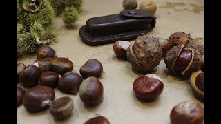 Know Your Chestnuts. Horse or Sweet. Poisonous or edible