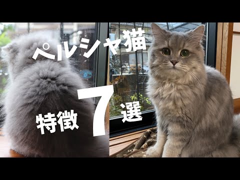猫のアイコン