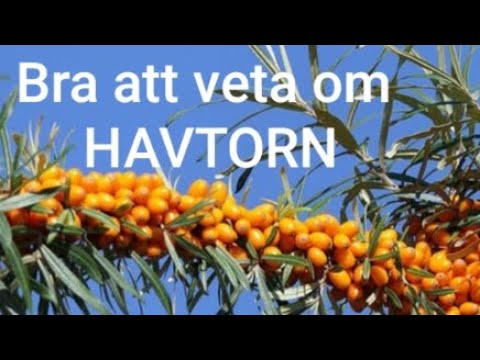 Bra att veta om havtorn, Hippophae rhamnoides, havtornsbuskar | AlterHedens