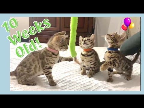 Cheetoh and Nala's Kittens are 10 Weeks Old Now! | Adorable Bengal Kittens With Amazing Rosettes 💖