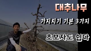 7년생 사과 대추나무 가지치기 기본 3가지 ? 초보자도 쉽게 따라하기