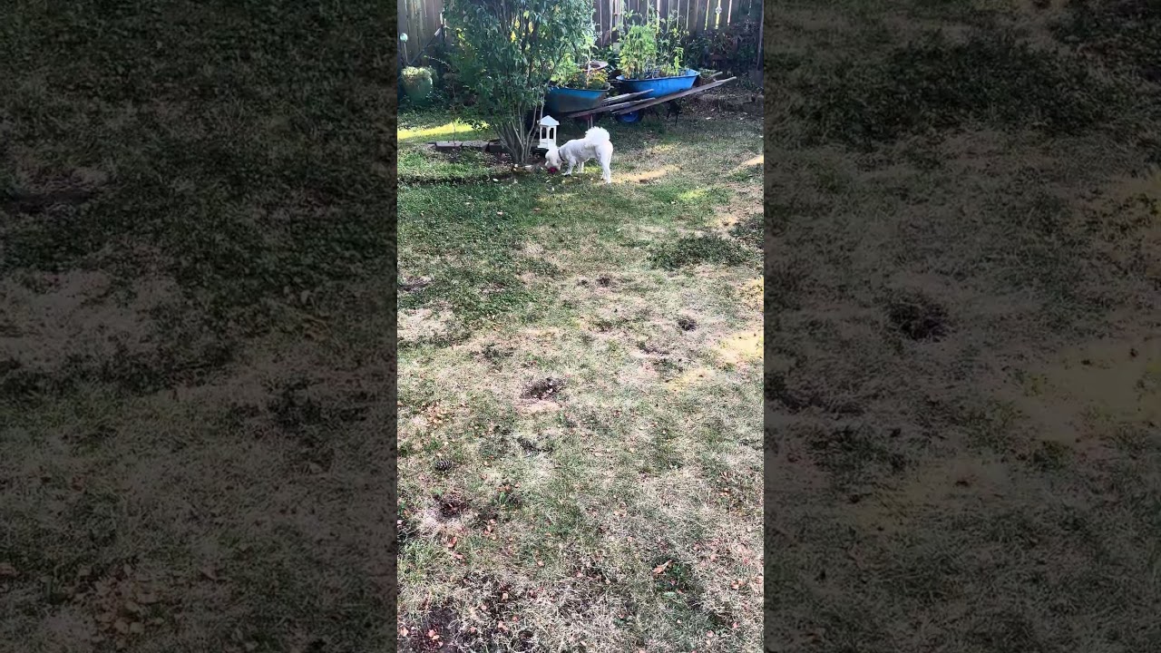 Enlarge Sakura, a ADOPTABLE Miniature Poodle in Los Angeles, CA video 6/6