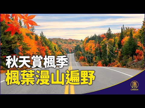 楓葉象徵