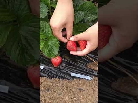 イチゴを移植する時期と方法は？収穫を最適化する移植システム  庭園