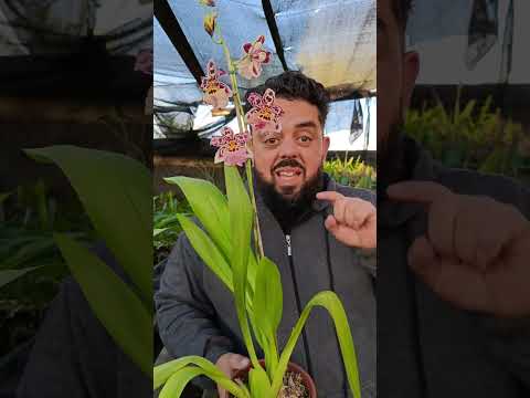 🌼 Burrageara Spanish Gold: Cascata de Flores