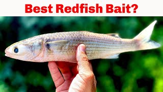 What Is The Best Bait For Redfish