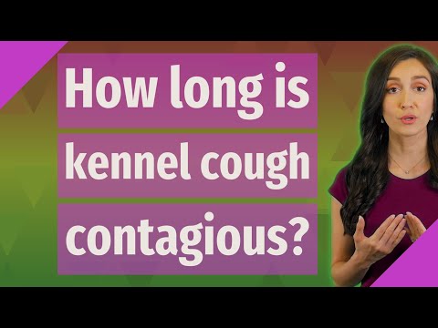 How long is kennel cough contagious?