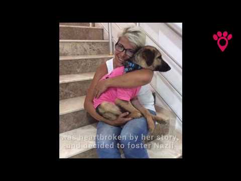 Nazli's Rescue Story - A Blind Dog From Turkey