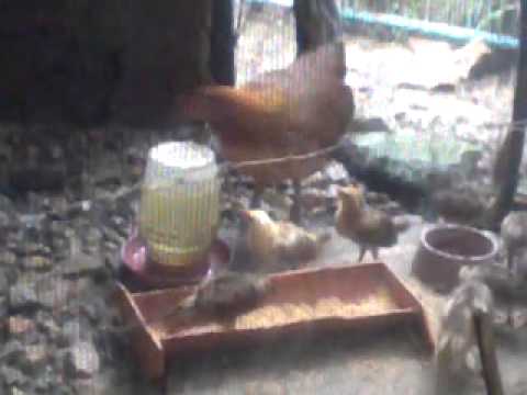 post vedio kelso leiper hatch.