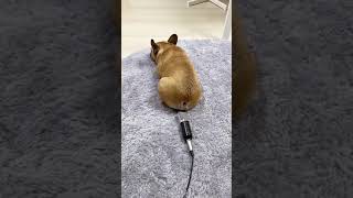 Download lagu dog boom mp3