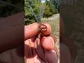 Catching A Dragonfly By Hand