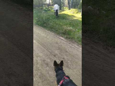 🌲🐴🏡🐾📍#PlayaGrande |Julio