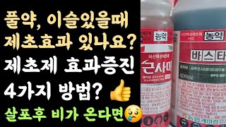 새벽, 이슬있을때 제초제 효과????? 제초제 효과증진 4가지 방법? ???? 살포 후 비가 온다면?
