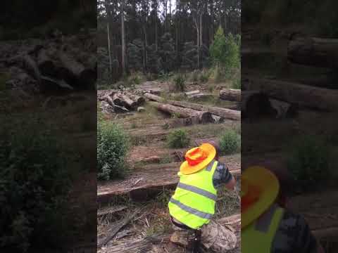 Gallery of Guns TV - Browning AB3 Hunter