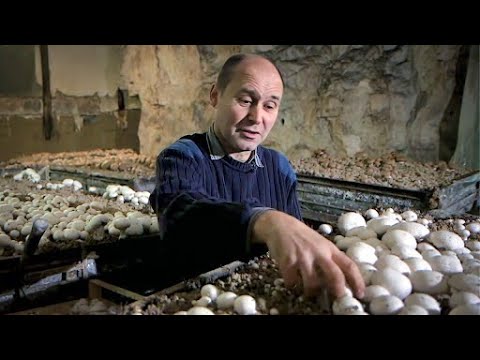 Les secrets des champignons