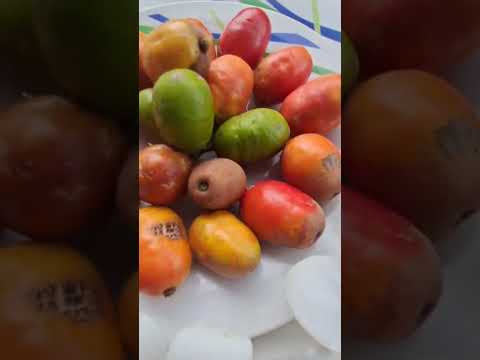 sítio João Gomes Orobó Pernambuco !