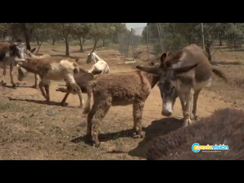 download lagu mp3 mp4 El Burrito Feliz, download lagu El Burrito Feliz gratis, unduh video klip El Burrito Feliz