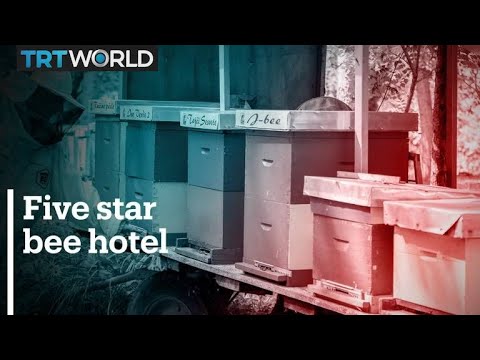 'Five star' bee hotel creates 'abuzz' in Croatian city Garesnica