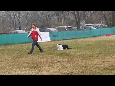 Future Hope Gipsy Heart "Sparrow" - Obedience kezdő vizsga 254,5/280p 2021.11.13.