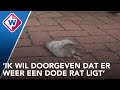 Ratten zorgen voor onrust in Leidschendam-Noord - OMROEP WEST
