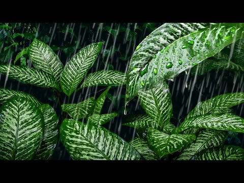 Rain on Leaves Deep in the Forest | Rain Sounds for Sleeping