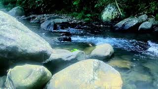 The Science Behind Why Nature Sounds Help You SLEEP FASTER