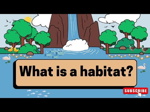 what is a habitat for kids | what is a habitat grade 4 | animal habitat project